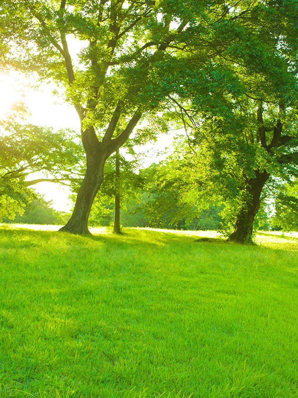 MasterGreen Sun to Shade Turf Mix